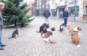Bild Familienbegleithund