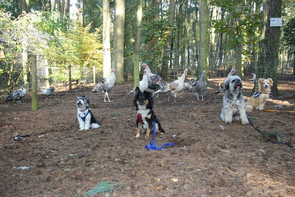 Foto Kleinhundgruppe