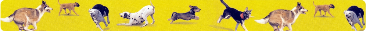 Hundeschule Leiste 1200